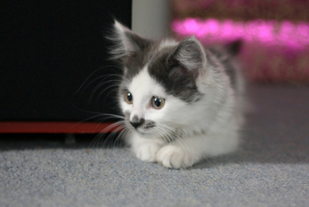 black and white kitten