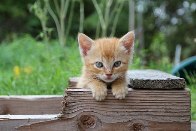 Posing Kitten