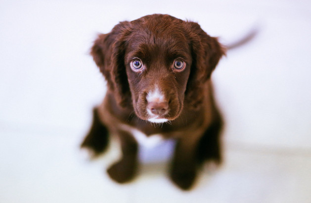 brown and white puppy looking at camera