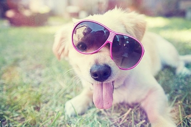 yellow lab with sunglasses