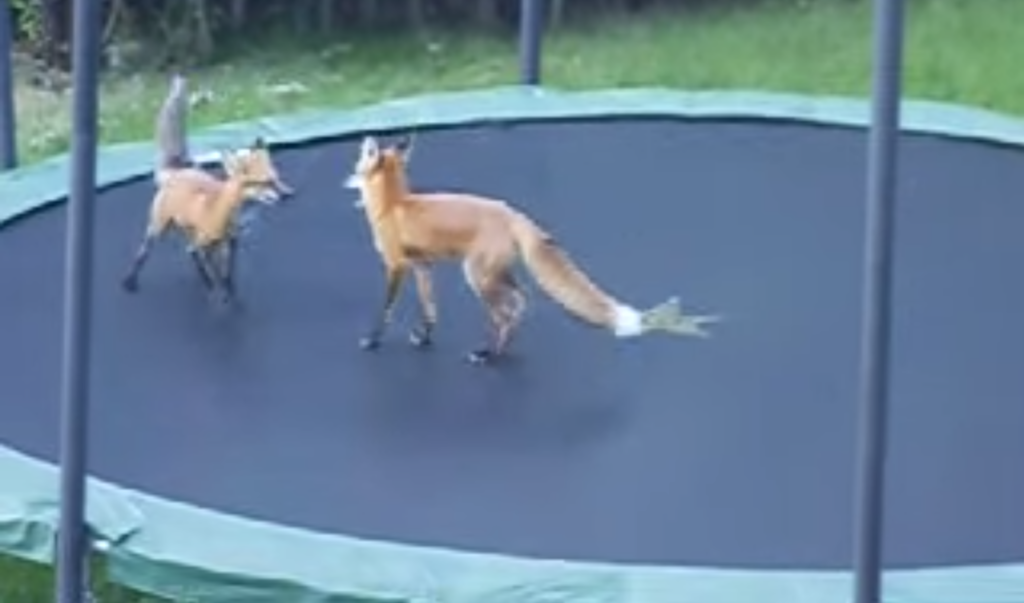 two foxes on a tramopline