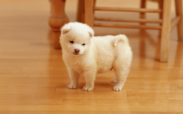 white fluffy puppy on hardwood floors