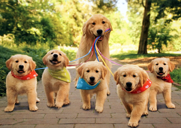 golden retriever walking puppies on leash