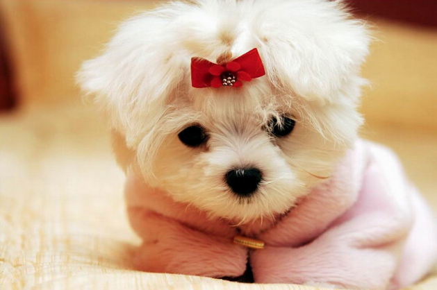 white fluffy puppy with bow on head