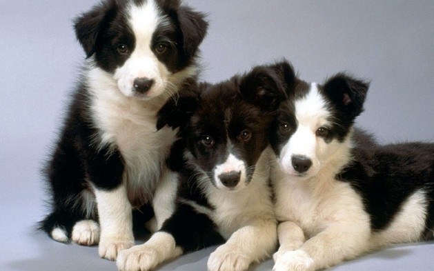 black and white Australian shepherd puppies