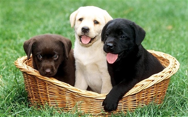 black yellow and chocolate lab puppies in a basket