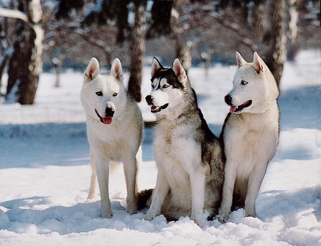 Siberian Husky family in snow