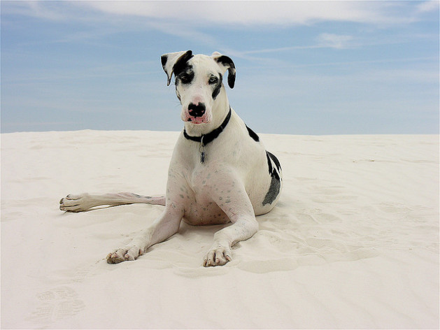 black and white great dane on beach