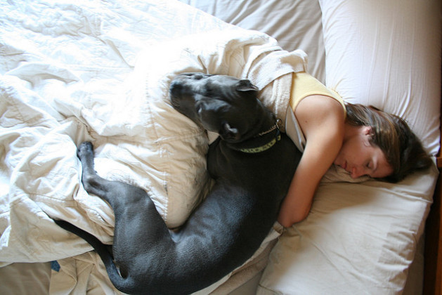 Cane Corso in bed with woman