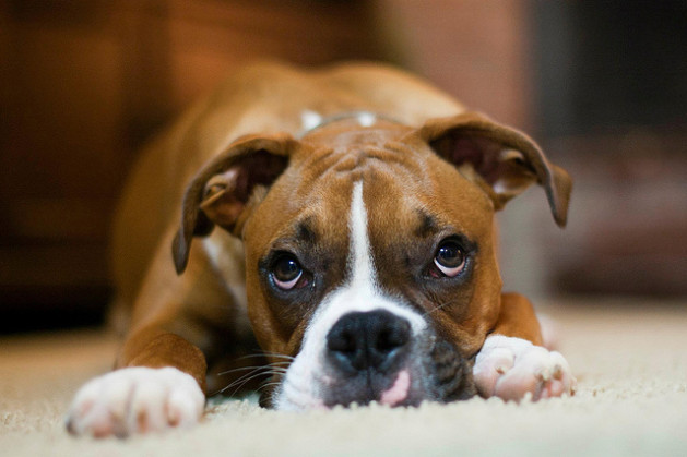 brown boxer puppy laying on carpet