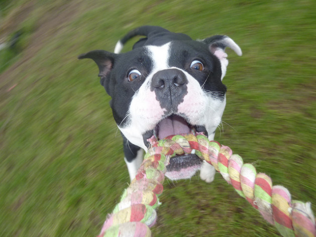 Staffordshire Bull Terrier playing with rope