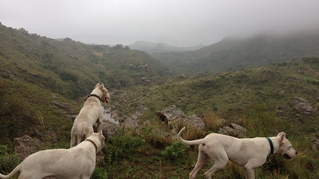 Dogo Argentino hunting