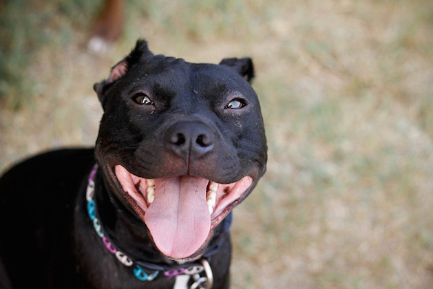 black pit bull smiling