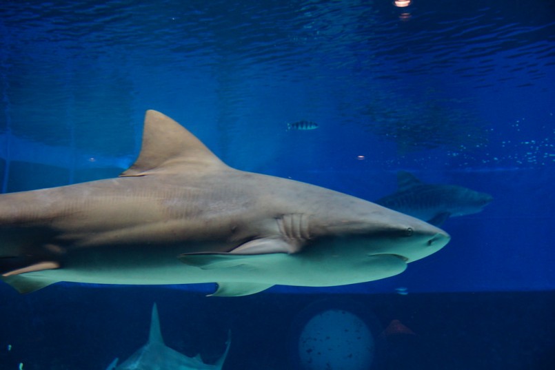 Bull shark