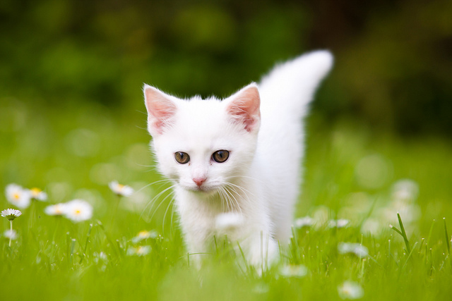 white kitten in grass