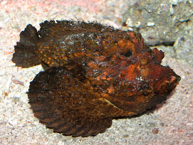 reef stonefish Synanceia verrucosa