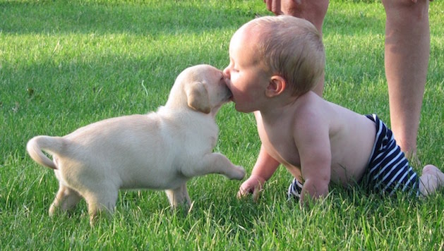 yellow lab puppy and a baby