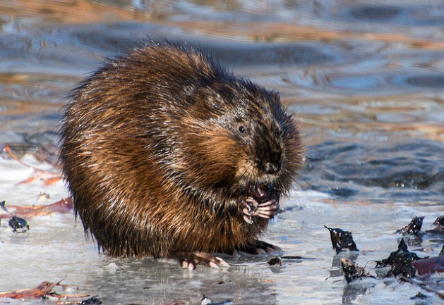 Beaver at Forest Grove Reservation - 2014-03-30