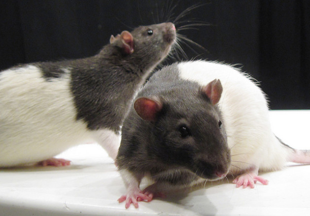 two grey and white rats