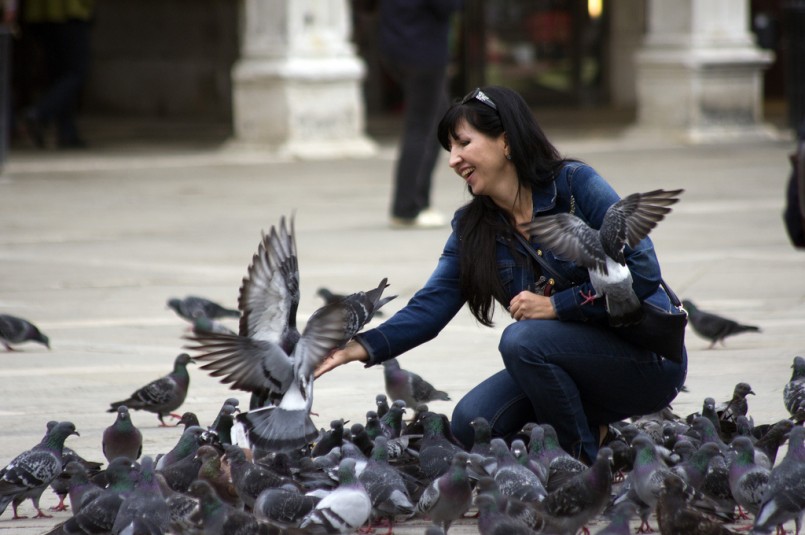 Feeding pigeons