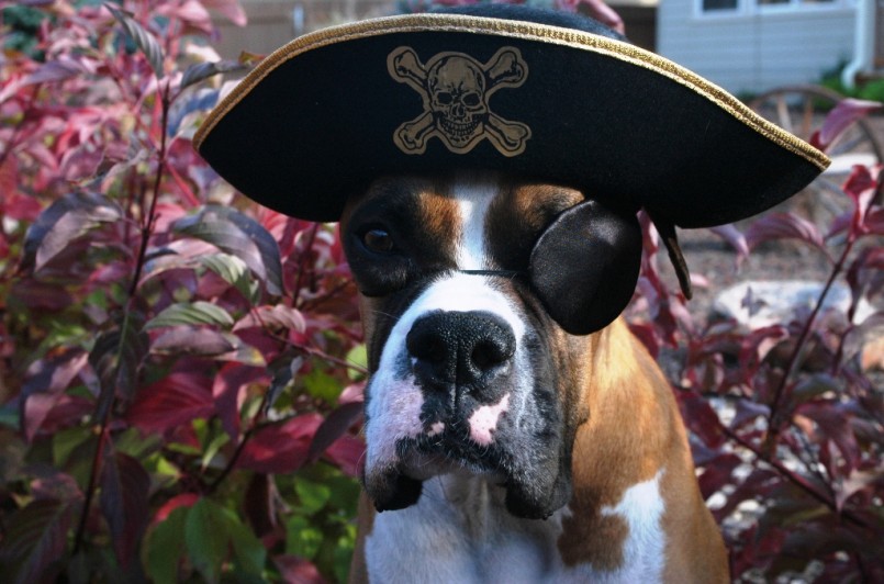 dog dressed like pirate
