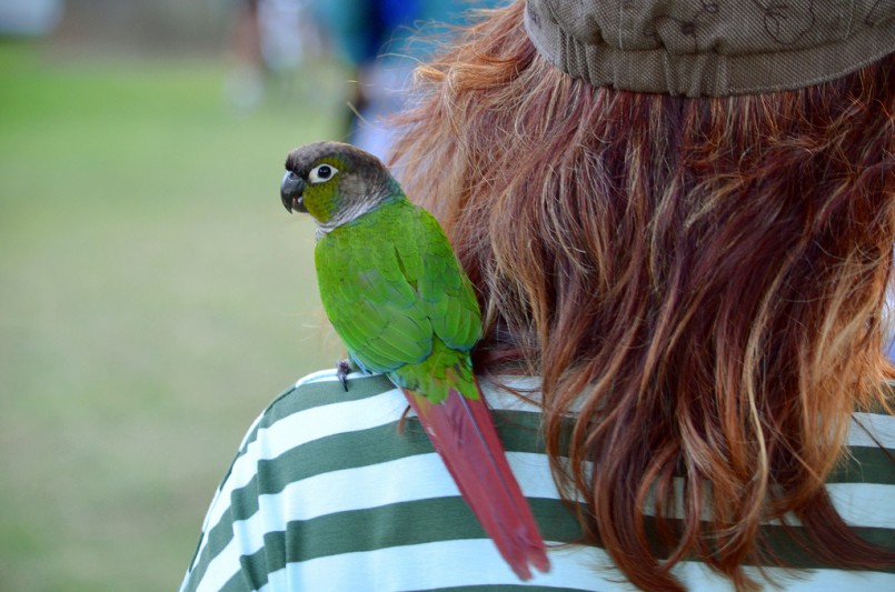 green parrot on shoulder of brunette girl with striped shirt