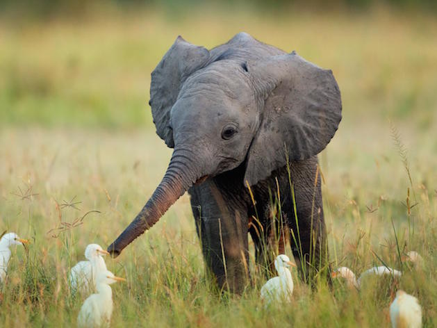 baby elephant playing with birds