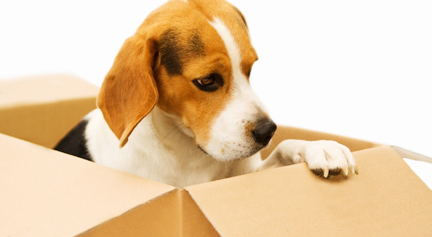 beagle puppy in moving box