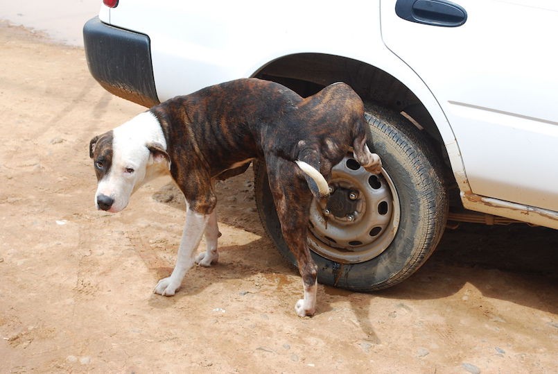 dog urinating on car tire