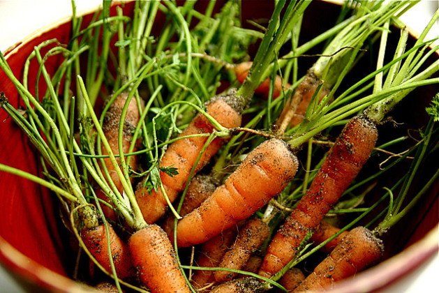 Baby Organic Carrots from Garden with dirt