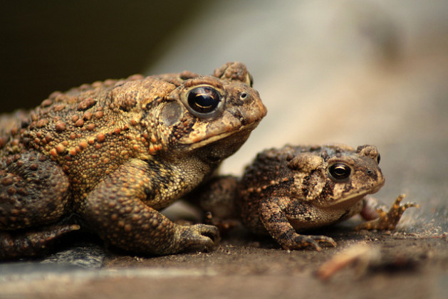 two toads one big one small baby