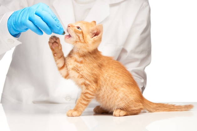 Cute ginger kitten getting a pill from veterinarians hand over white background