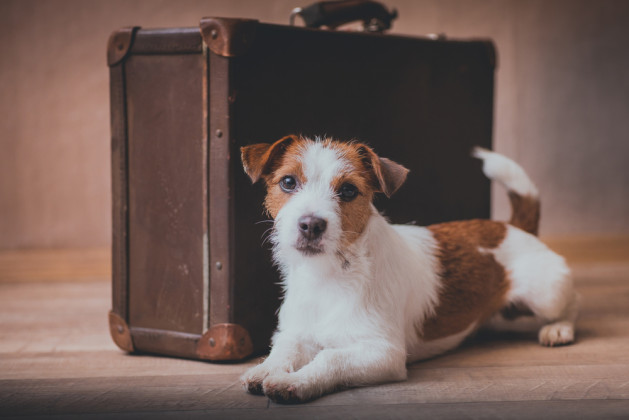 Jack Russell dog on a suitcase