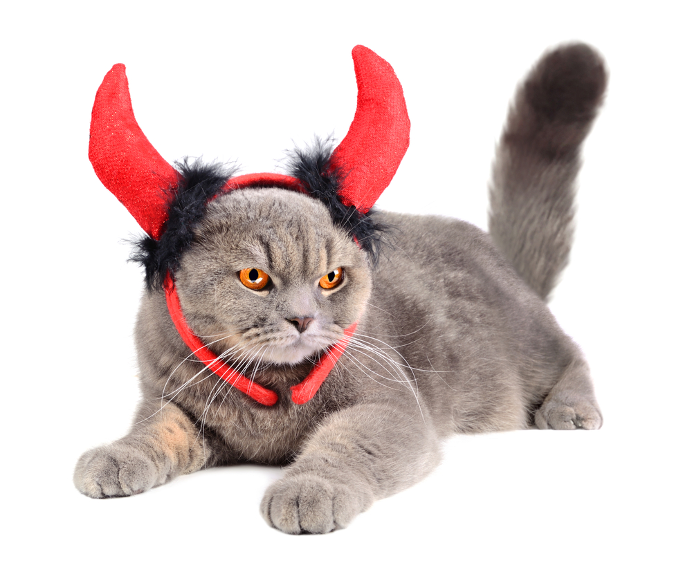 Portrait of British gray cat wearing a devil costume on white background