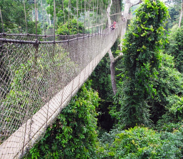 Aerial walkway disappearing into the distance across the rain forest in Ghana