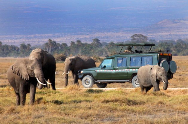 Safari with Elephants