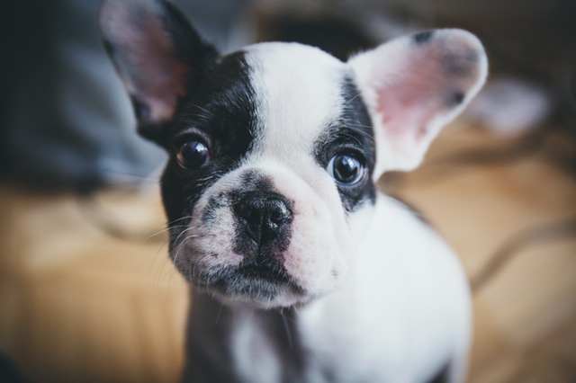 cute black and white french bulldog puppy