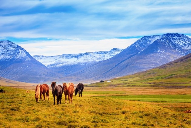 Icelandic Horses