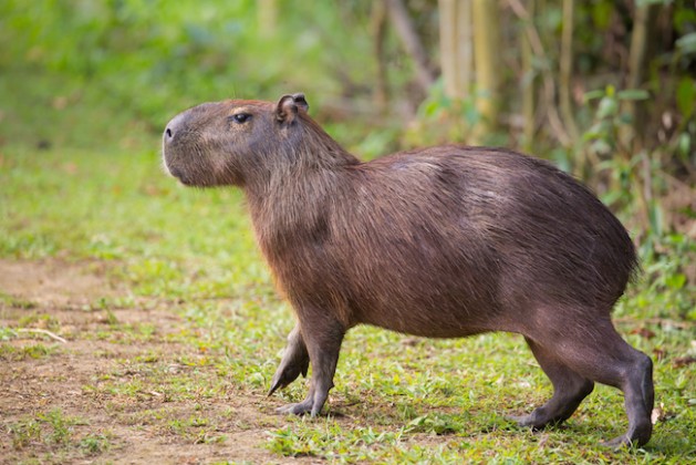 A Capybara (hydrochoerus hydrochaeris) walking on bare ground against a blurred natural background, Pantanal, Brazil