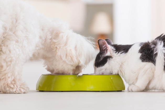 Little dog maltese and black and white cat eating food from a bowl in home