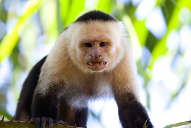 Male capuchin monkey looking with teeth bared