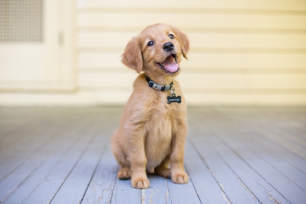Smiling Golden Retriever Puppy sitting on front porch