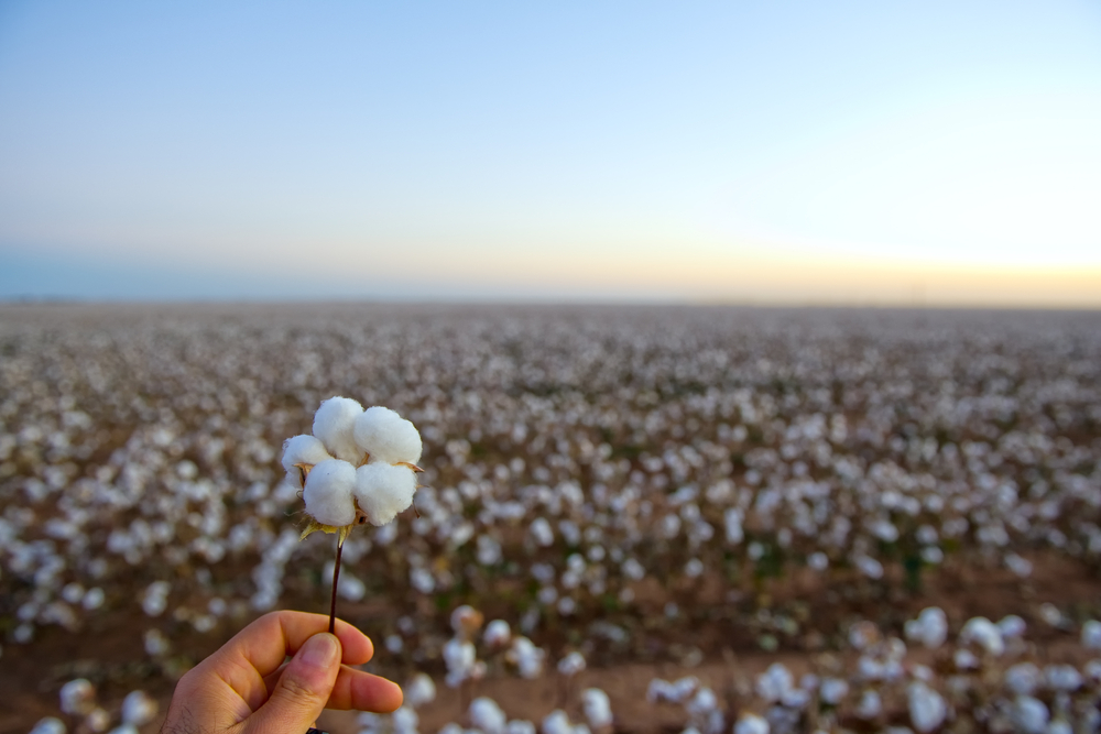 cotton field at harvest with a close-up of a cotton boll