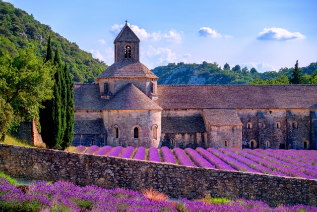 Blooming purple lavender fields at Senanque monastery, Provence, southern France