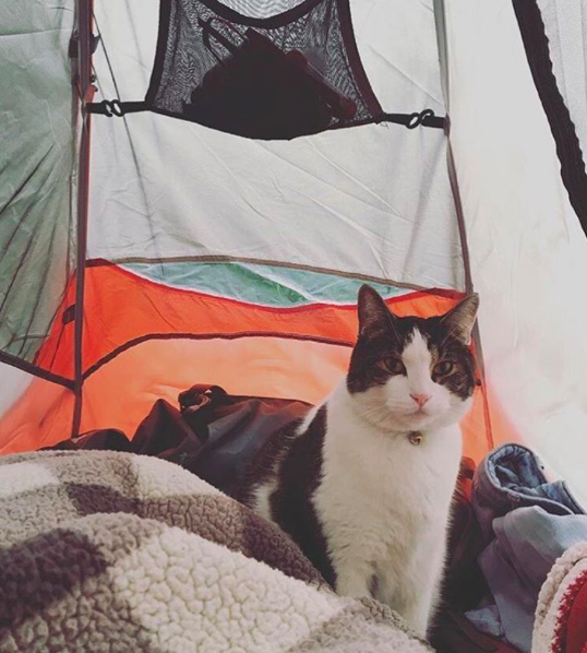 Camping with cats