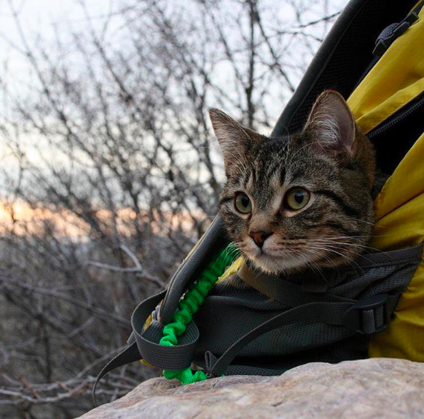 Camping with cats