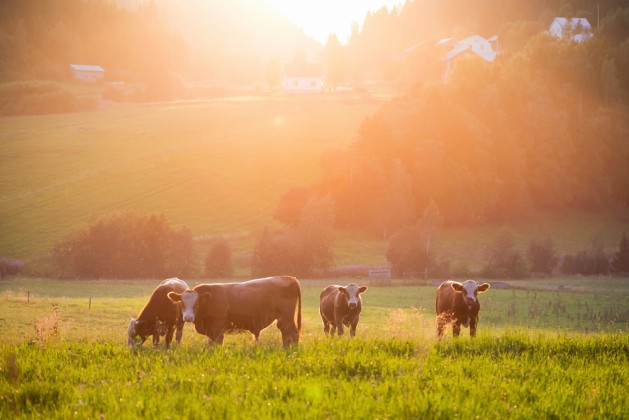 Livestock grazing during sunset in an idyllic valley, sweden