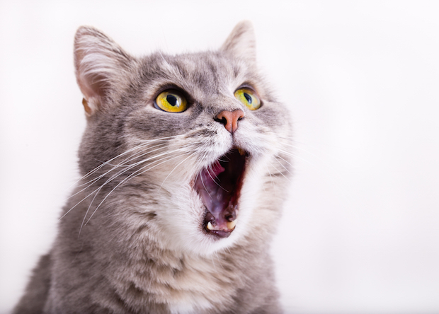 The gray cat looks up, mewing and having widely opened a mouth. Horizontal shot, white background, close up