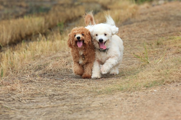 Two of cute poodle dogs running on nature background