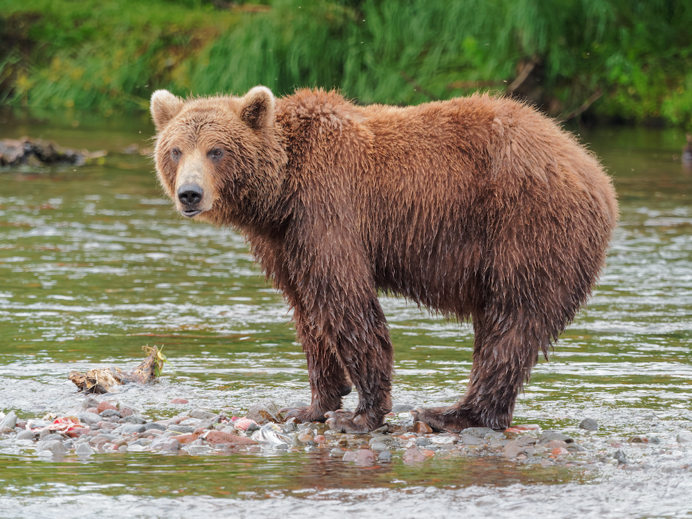 Game2: winter will also feature bears